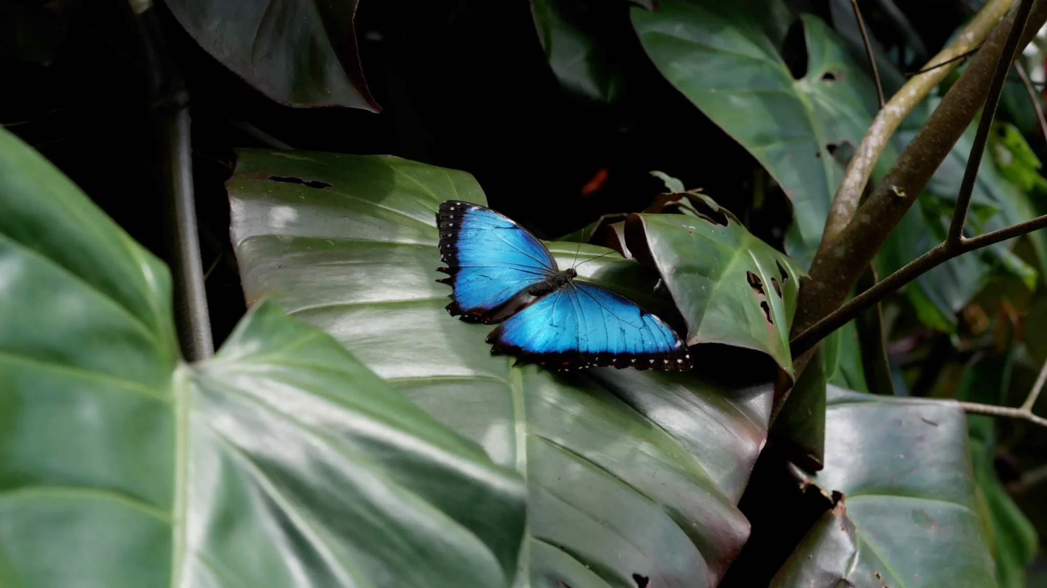 Blue Morpho-vlinder