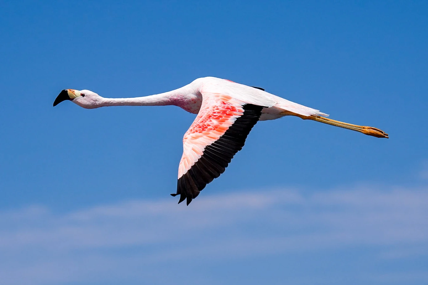 Flamingo
