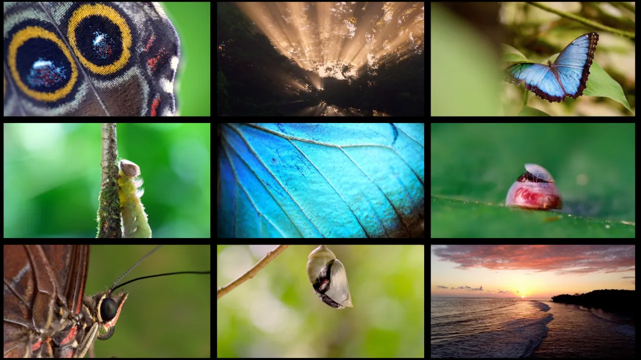 Filmbeelden uit Journey of Transformation