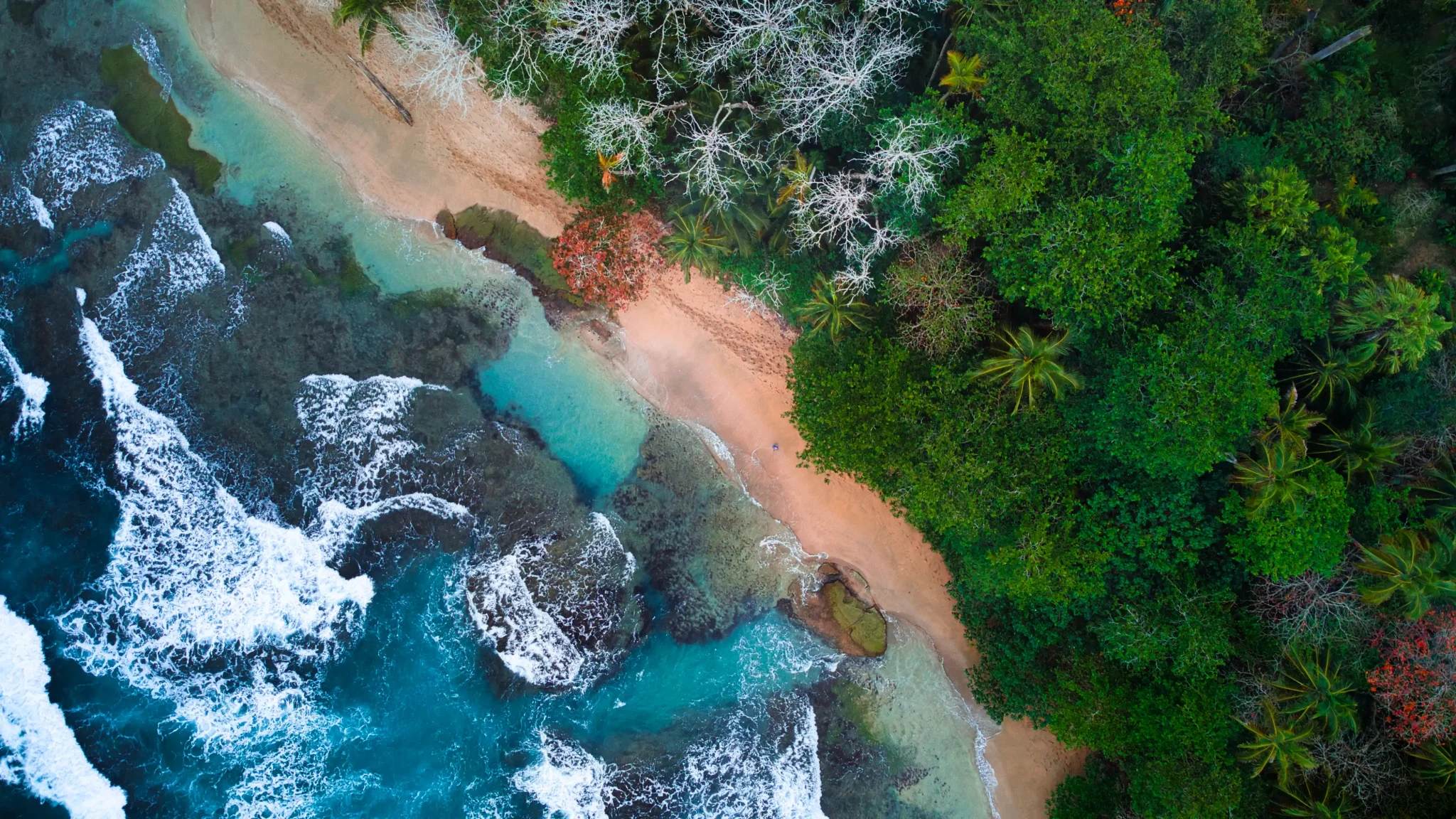 Where jungle meets ocean