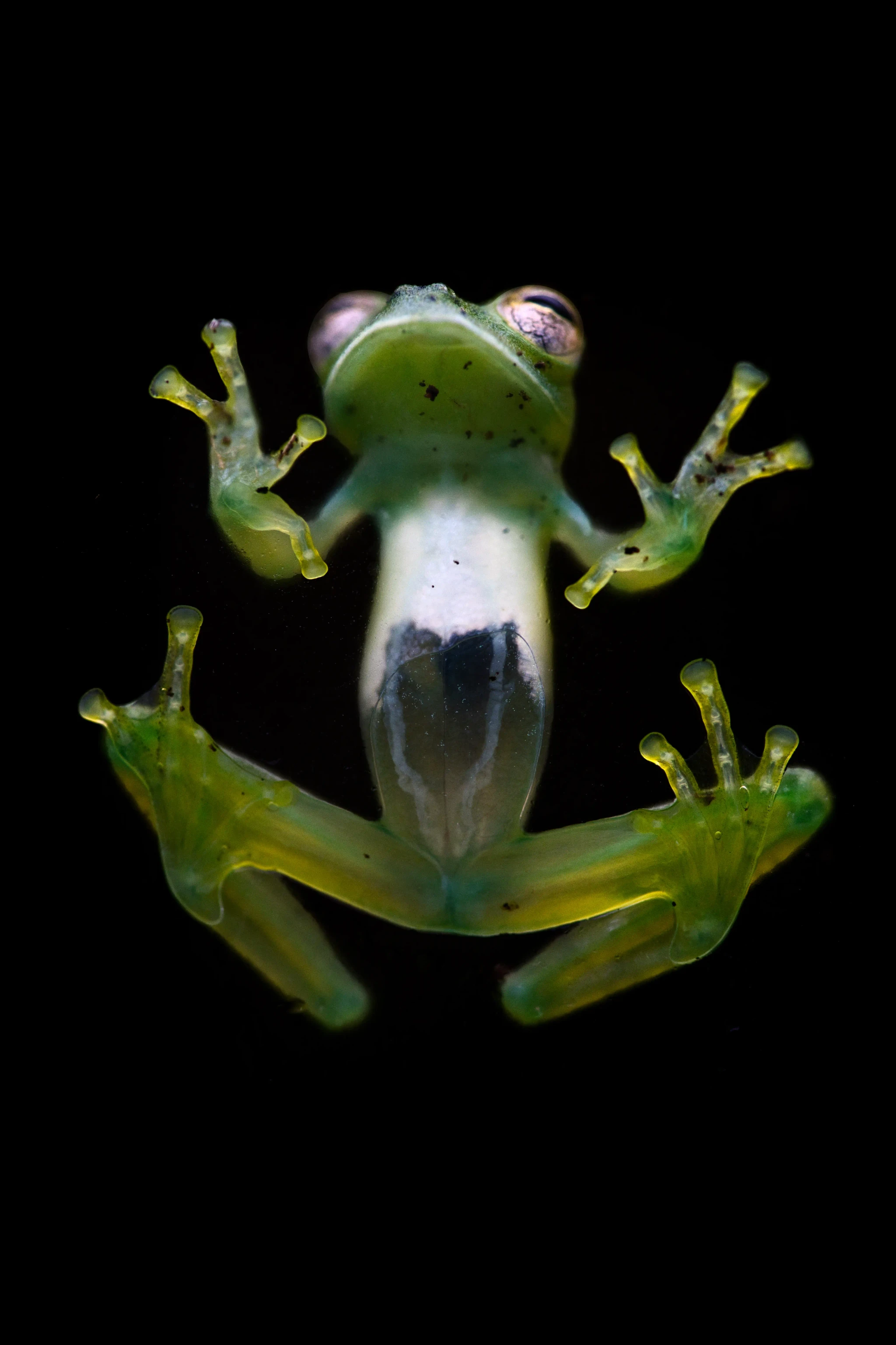 Glass Frog