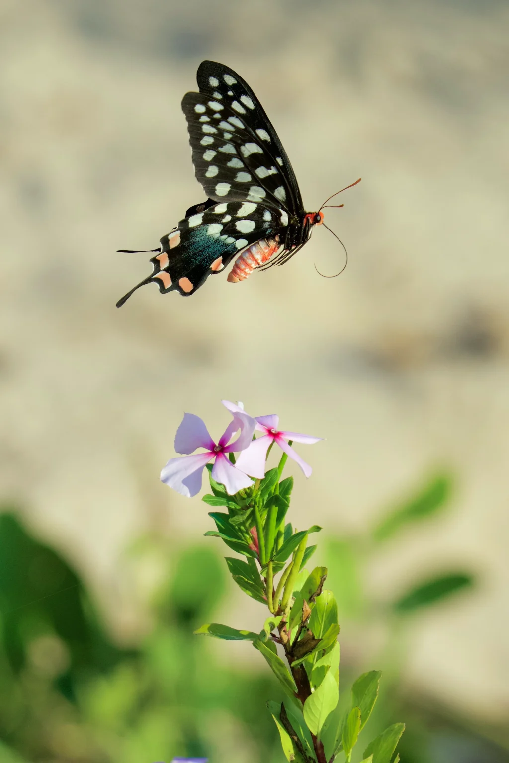 Madagascar Giant Swallowtail