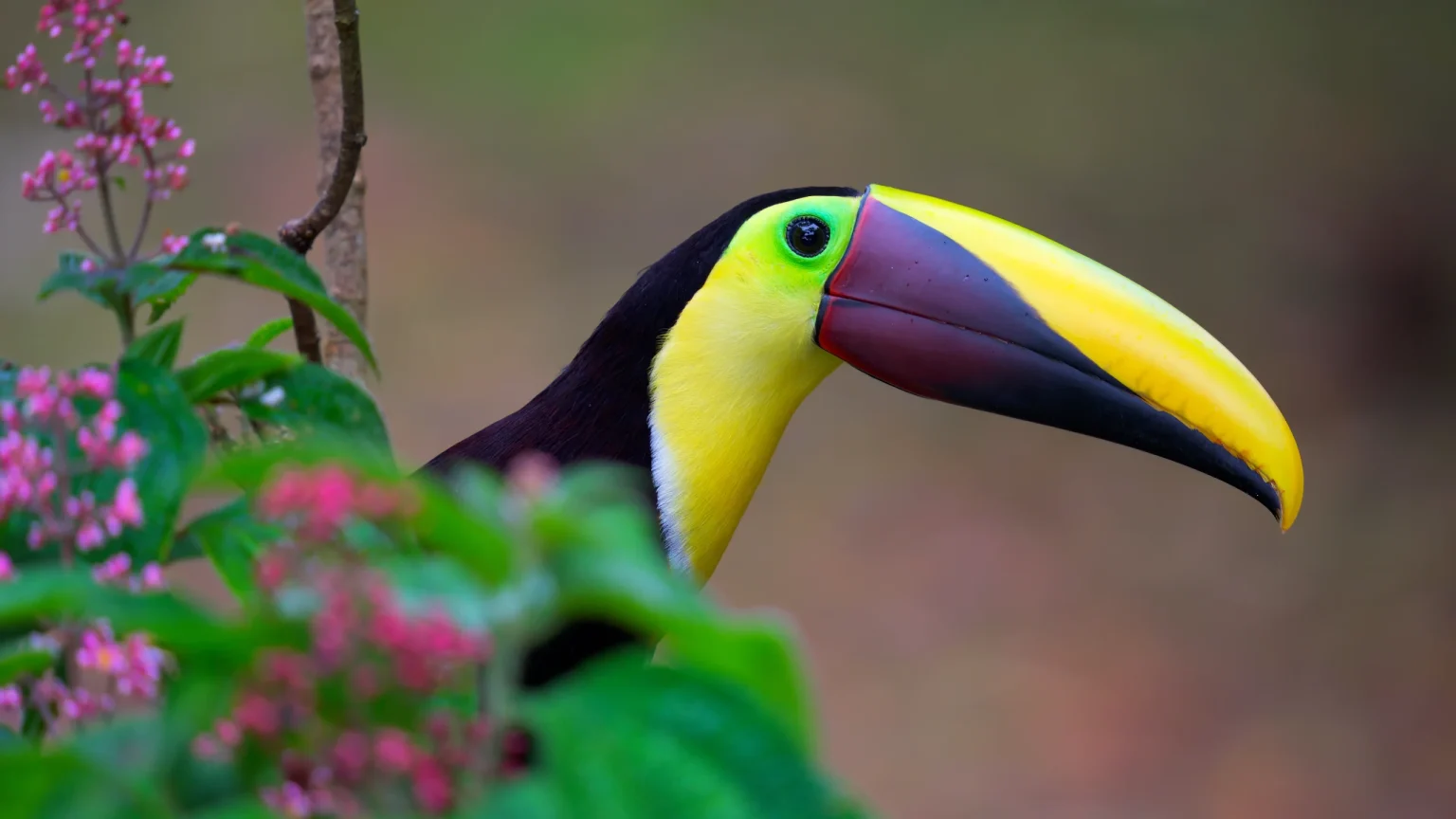 Yellow-throated Toucan