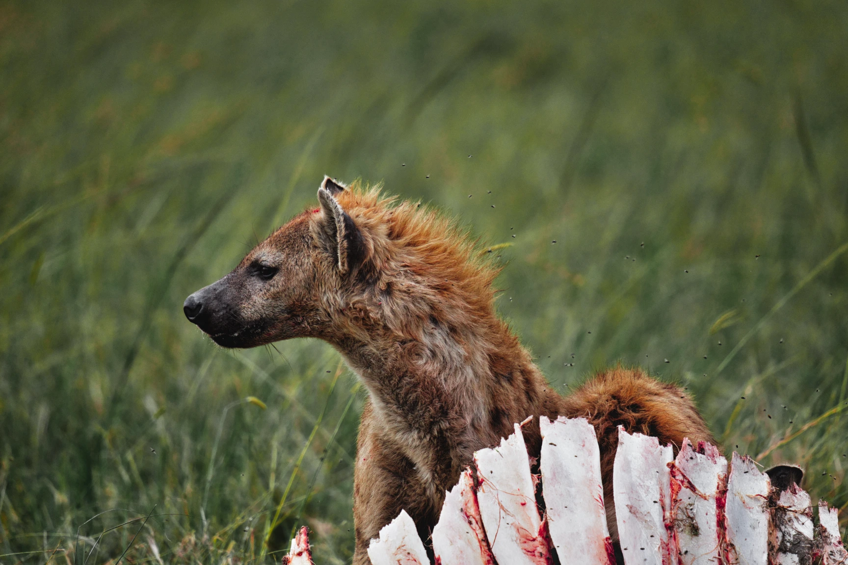 Hyena
