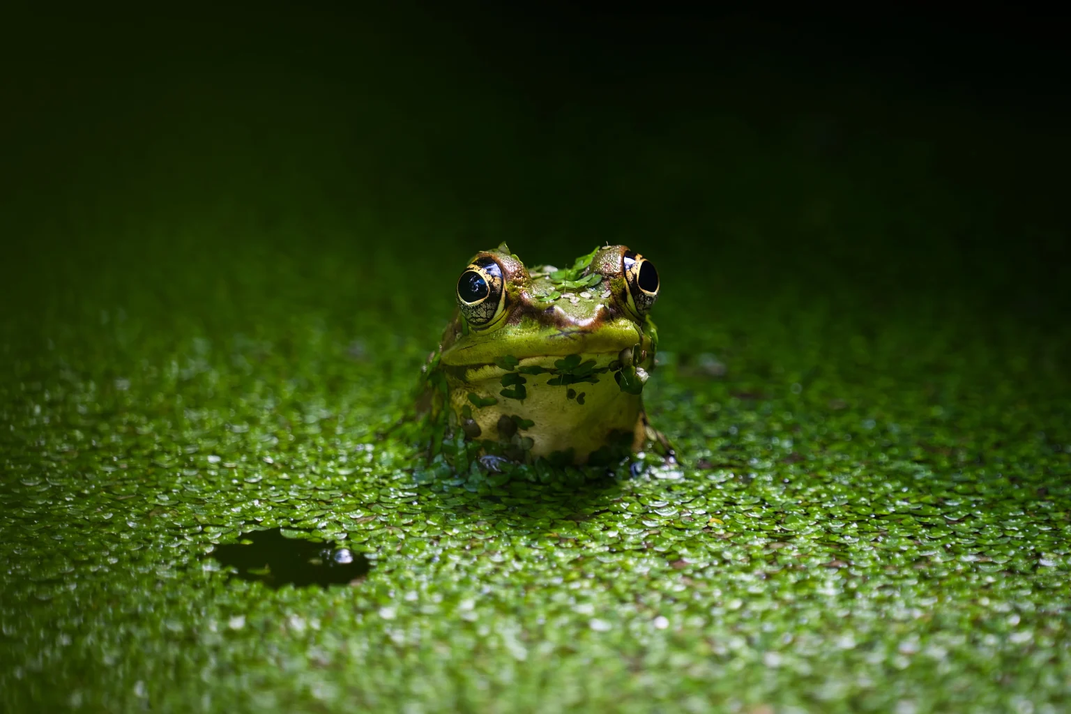 Vaillant's Frog