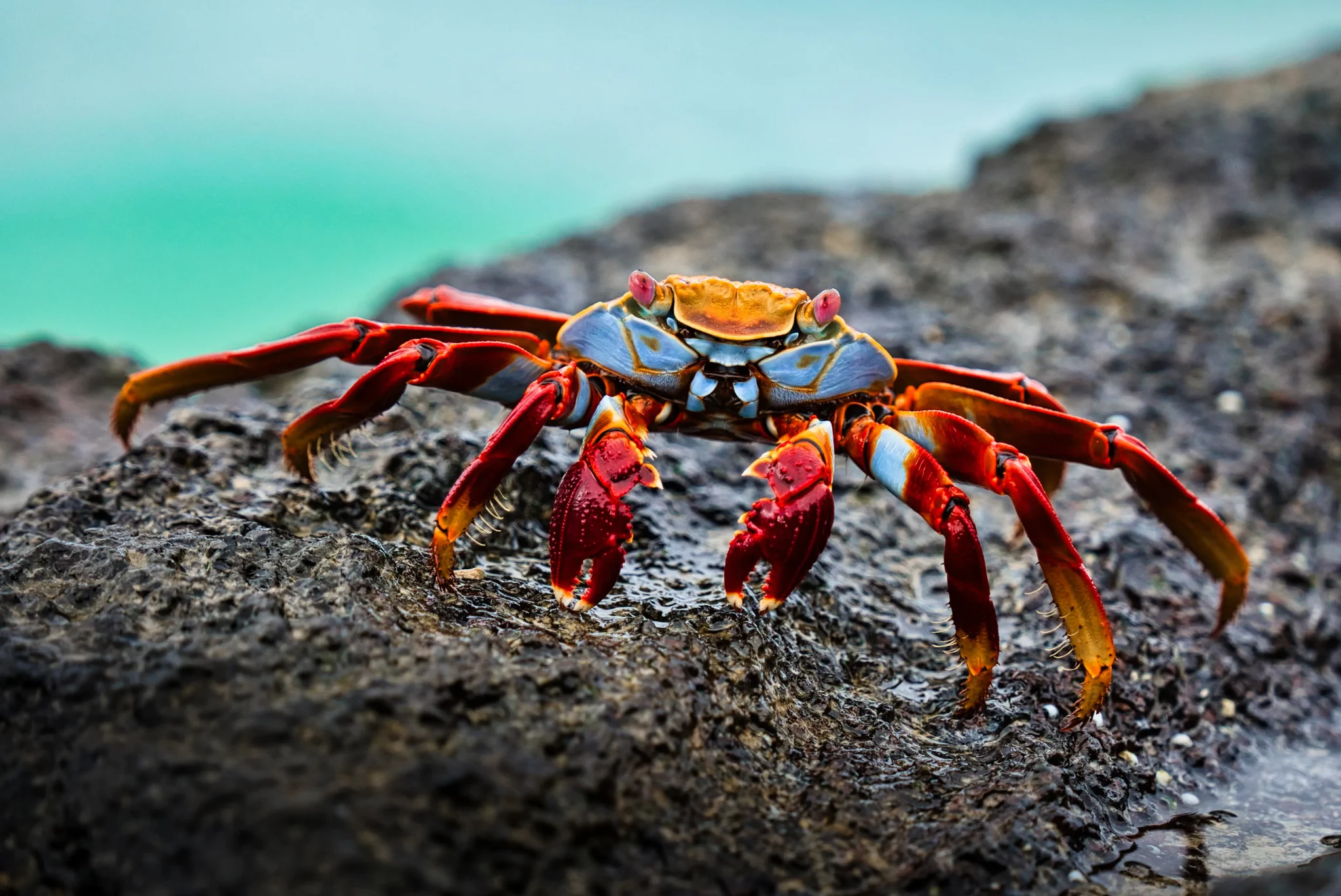 Sally Lightfoot Crab, Galápagos