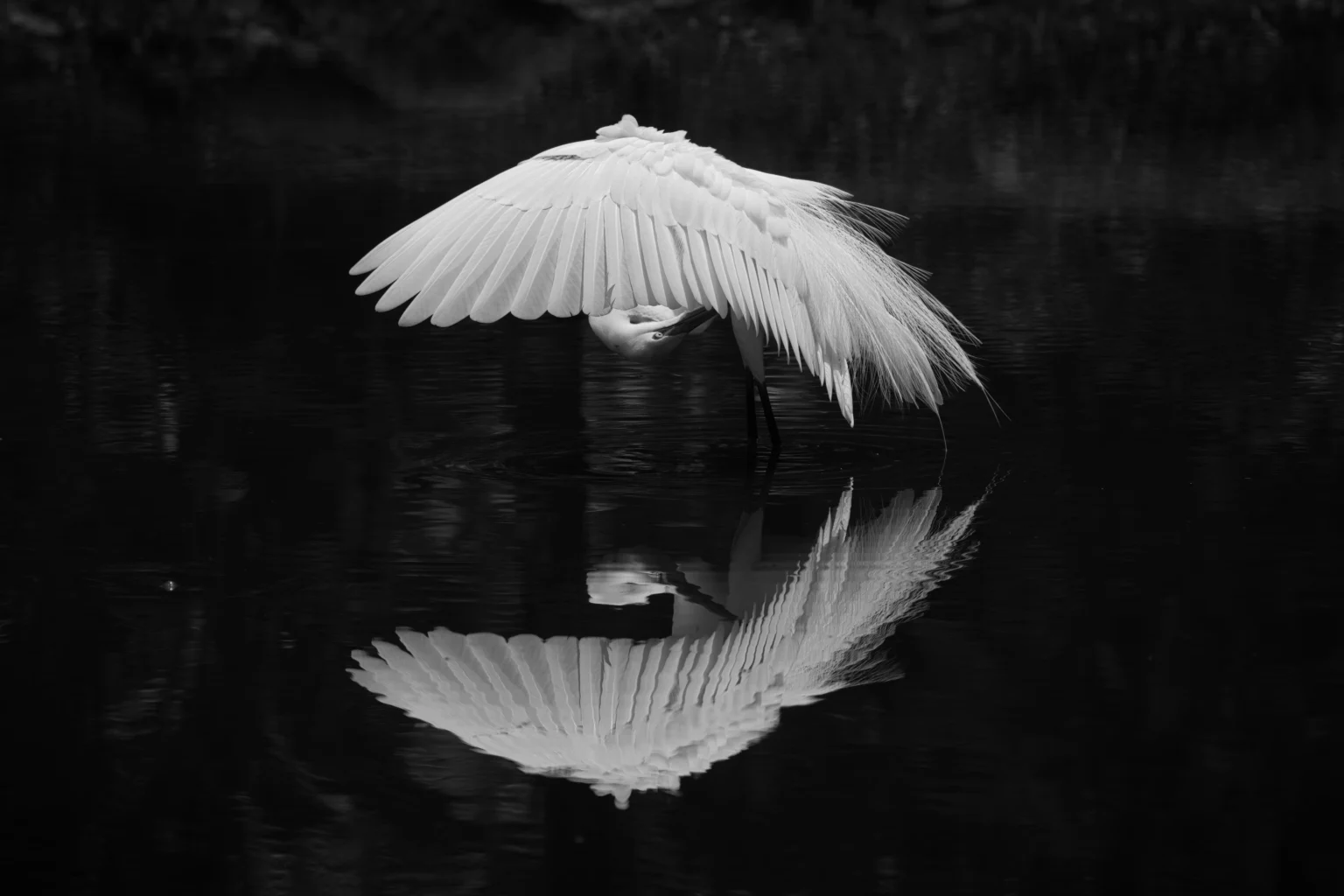 Heron, in Monochrome