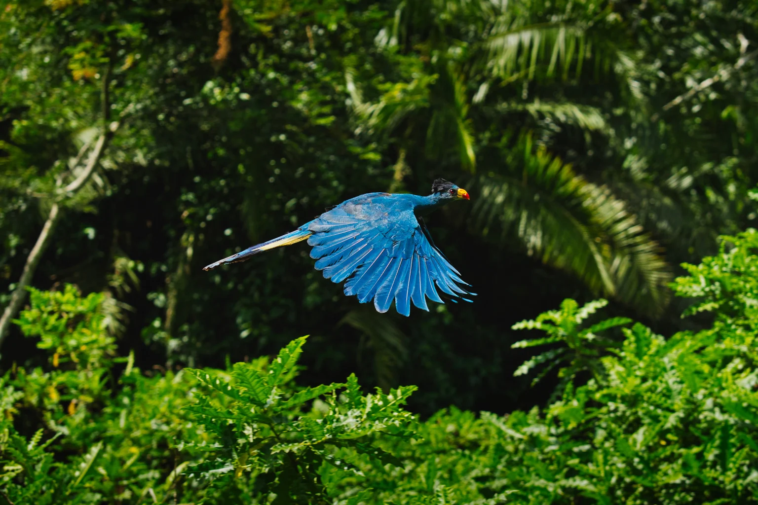 Great Blue Turaco