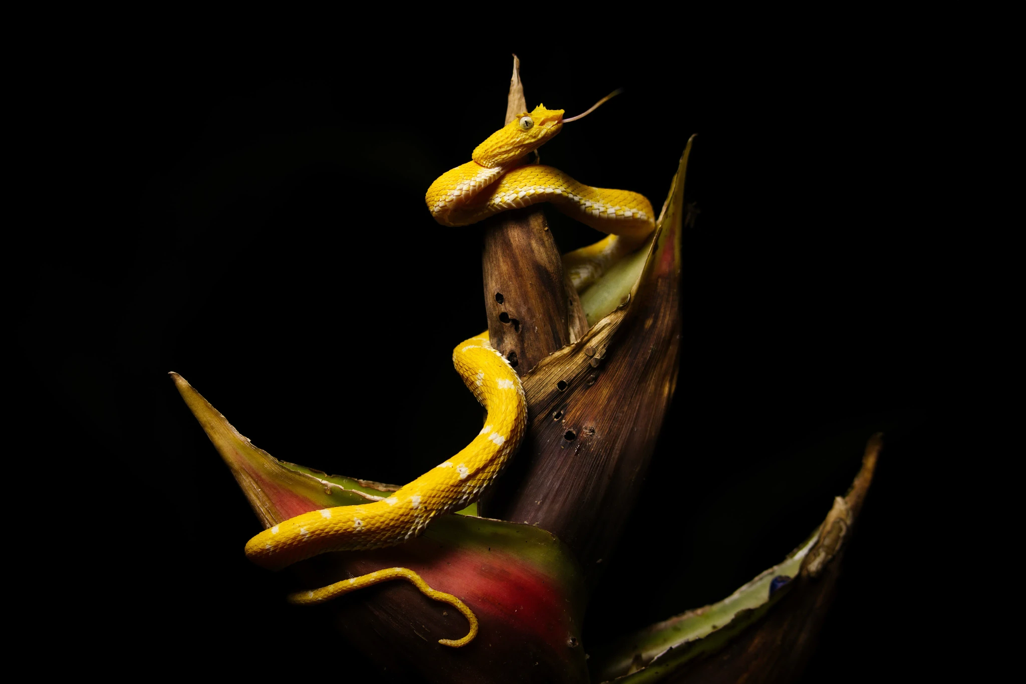 Yellow Eyelash Pitviper
